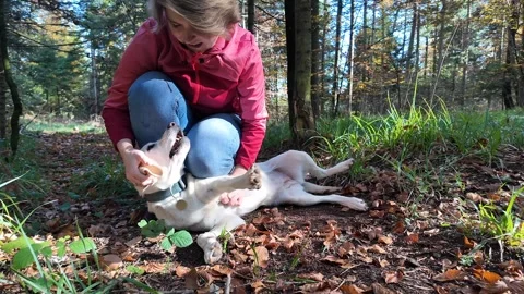 Joyful Friendship in Forest Fun Stock Footage 288832806