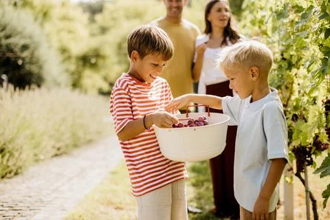 Joyful grape picking experience on a sunny day at a vineyard Stock Photos