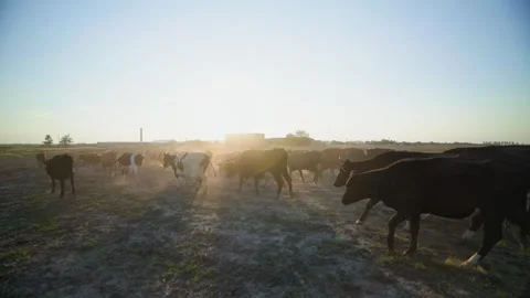 Joyful herds of cows run across a lush green field in the serene countryside. Video stock 308971267