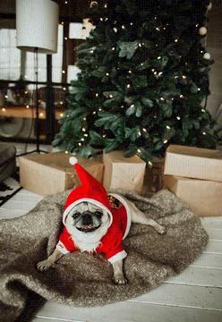 Joyful Holiday Pug Foto stock