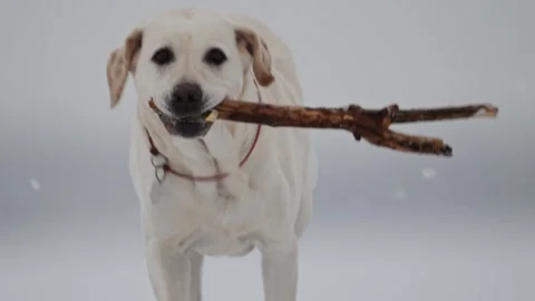 Joyful Labrador in snow, winter fun, Christmas spirit, snowy background, slow Stock Footage 295869976