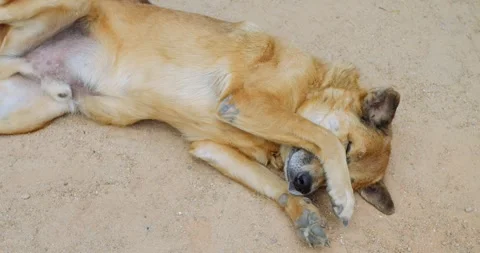 Joyful mixedbreed canine lying. Sunlit rustic earth with playful dog. Content 库存影片 344741908