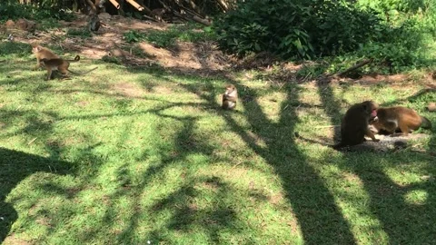 Joyful Monkeys Play and Explore in the Green Landscapes of Sri Lanka Stock Footage 317337817