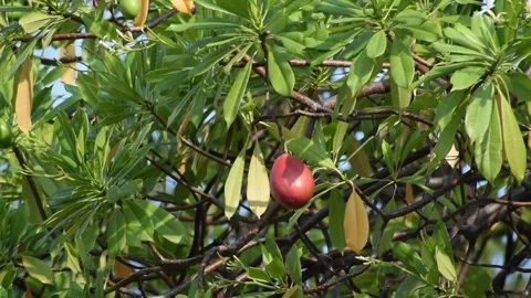 Joyful Olive Fruit Stock Footage 237754582