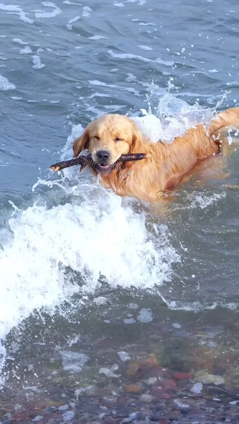 Joyful Retriever Enjoys Beach Outing. Energetic Retriever Splashes And Fetches Vídeo Stock 332644431