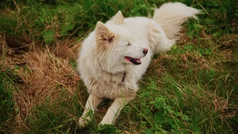 Joyful Samoyed dog explores grassy field Stock Footage 335810257