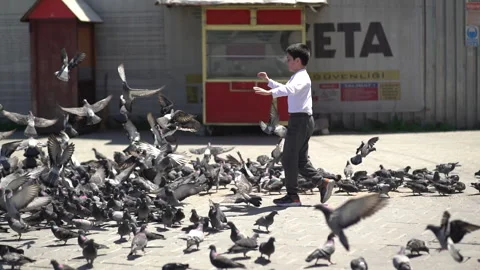 A joyful scene captures a child running amidst a flock of pigeons Stock-Footage 318799019