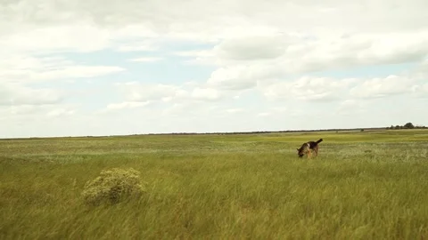 Joyful shepherd playing fetch, Open field for adventure, Mouth full of Stockbeeldmateriaal 315530707