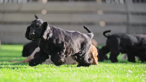 Joyful small dogs creating cheerful outdoor lifestyle scene. Stock Footage 316095989