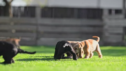 Joyful spaniel pups having fun outdoors in sunlight. Stock Footage 315701248