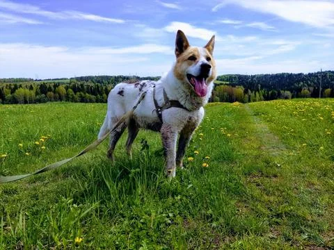 Joyful Spring Walk Foto stock