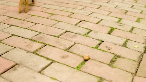 Joyful squirrel eats nuts on forest path in the afternoon brown wants to eat Stock Footage 133007733