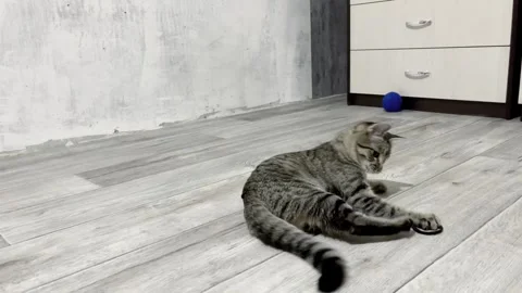 Joyful striped grey cat playing in modern grey interior Stock Footage 279940610
