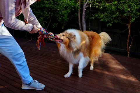 Joyful Tug of War Game Between Owner and Collie Dog Symbolizing Friendship .. Stock Photos