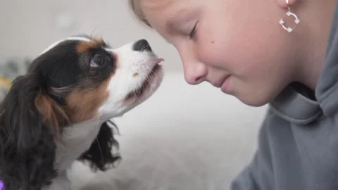A joyful video of kids interacting with Cavalier puppies, showing love Stock Footage 308872514