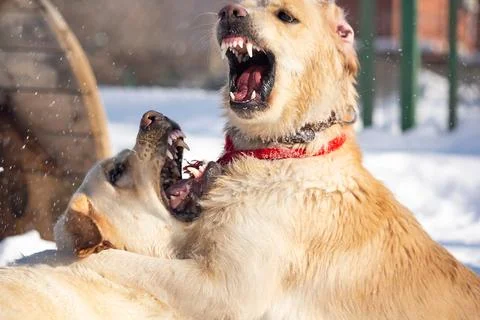 Joyful Winter Playtime 스톡 사진