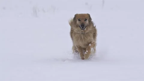 Joyful winter run of cute brown dog in fresh snow Stock Footage 307708628