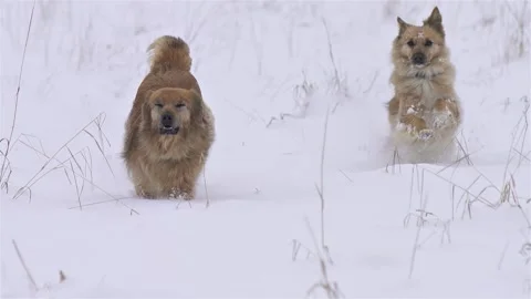 Joyful winter run of two cute dogs in soft fresh snow, slow motion Video stock 307708346