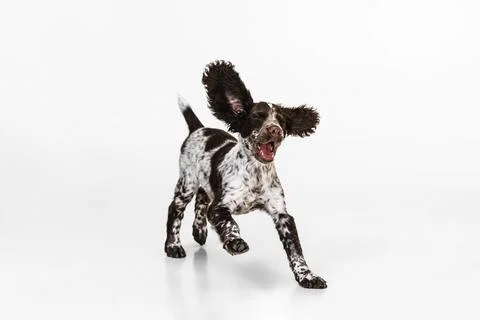 Joyfully running and playing spaniel dog on white studio background Stock Photos