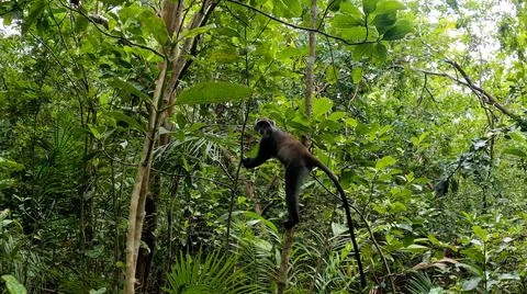 Jozani Forest blue Monkey in the forest Stock Photos