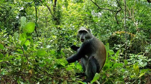 Jozani Forest blue Monkey in the forest Foto stock