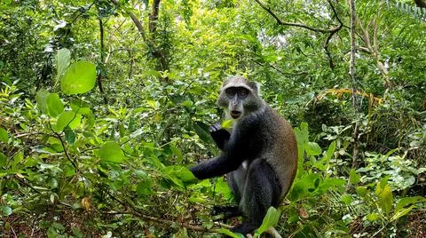 Jozani Forest blue Monkey in the forest Stock Photos
