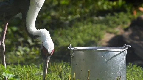 Jpanese crane Stock Footage 81478498