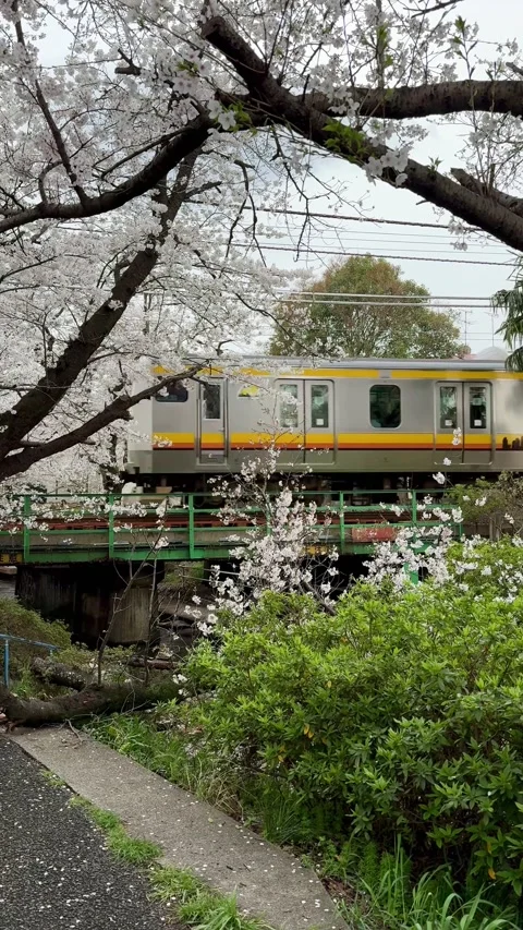 The JR Nambu line passes over a bridge during cherry blossom season Stock Footage 278188746