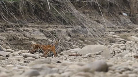 Jr Paro Cubs two Video stock 330888015