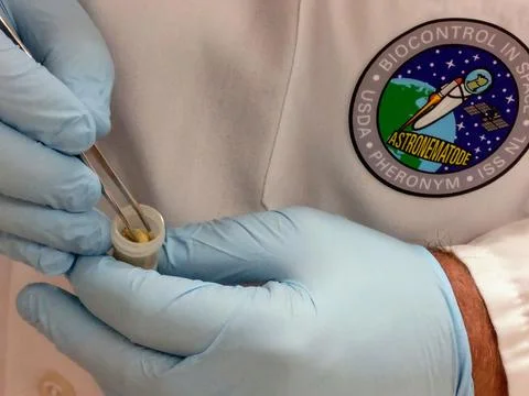 Jsc2019e062137 (10/24/2019) --- Loading of the nematodes into the sample tu.. 写真素材
