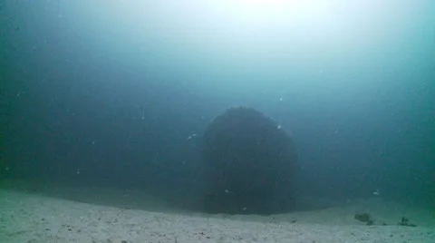 J.T bow Stock-Footage 12552576