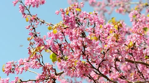 Judas tree and bees Stock Footage 21872838