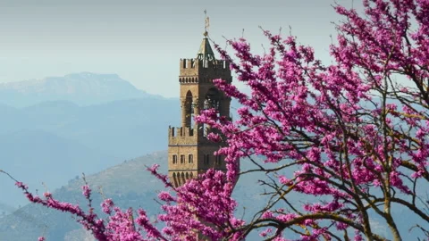 Judas Tree in Bloom with the Tower of the Town Hall of Florence on background Stock Footage 181583813