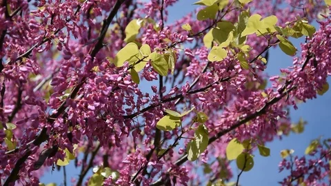 Judas tree blossom Stock Footage 107341846