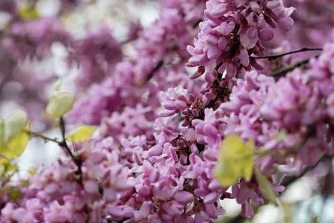 Judas Tree Flower Stock Photos