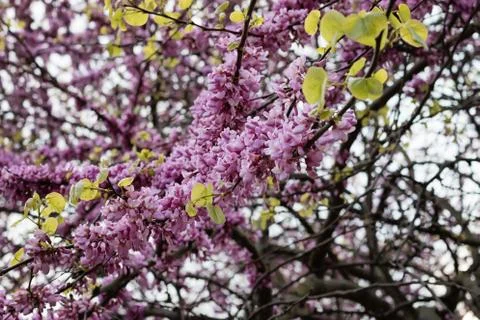 Judas Tree Flower Stock Photos