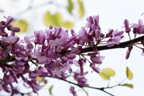 Judas Tree Flower Stock Photos