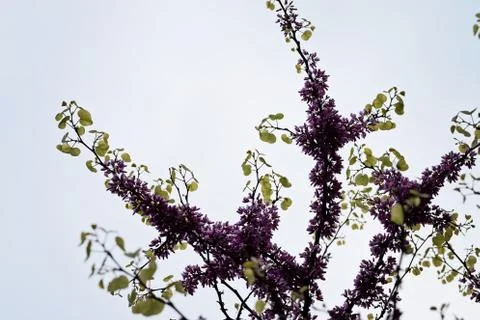 Judas Tree Flower Stock Photos