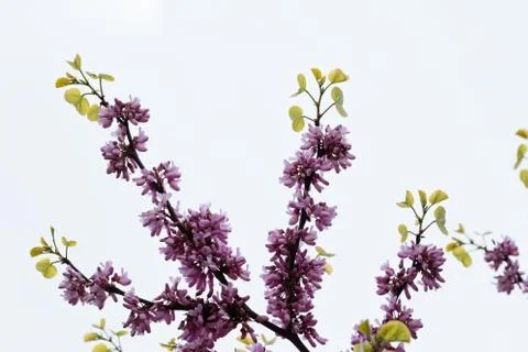 Judas Tree Flower Stock Photos