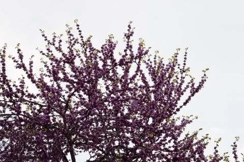 Judas Tree Flower Stock Photos