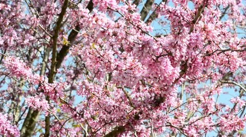 Judas tree Stock Footage 21872879