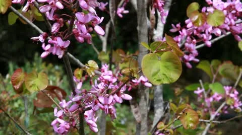Judas tree Stock Footage 22111062