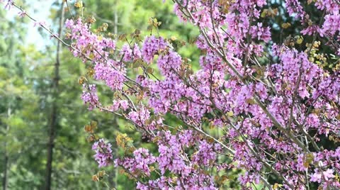 Judas tree in a forest Stock Footage 21872837