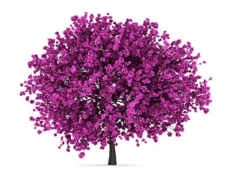 Judas tree isolated on white background Stock Illustration