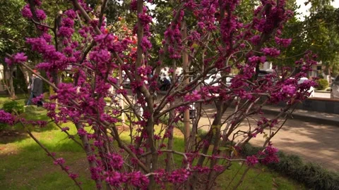 Judas tree in the park Stock Footage 237837114