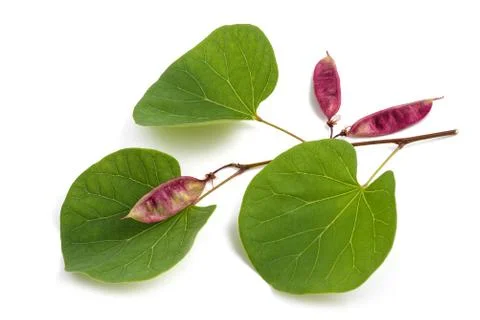 Judas tree Stock Photos
