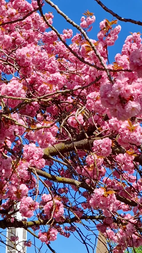 Judas Tree, Redbud - in full bloom with fantastic purple-pink flowers. Stock Footage 337799338