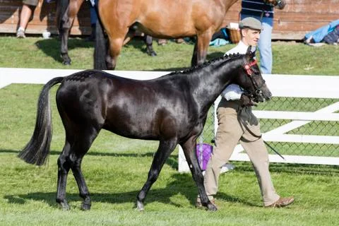 Judging Horses Stock Photos