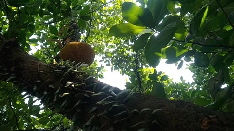 Judul Large ripe jackfruit hanging high on a tree branch in a tropical orchard Stock Footage 340118397