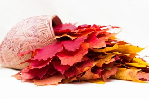 Jug with different leaves Foto stock
